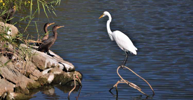 cormorants and egret